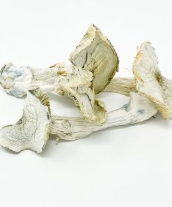 Albino A+ Magic Mushroom