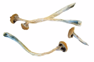 Buy Tri-Colour Ecuadorian Magic Mushroom (Premium)